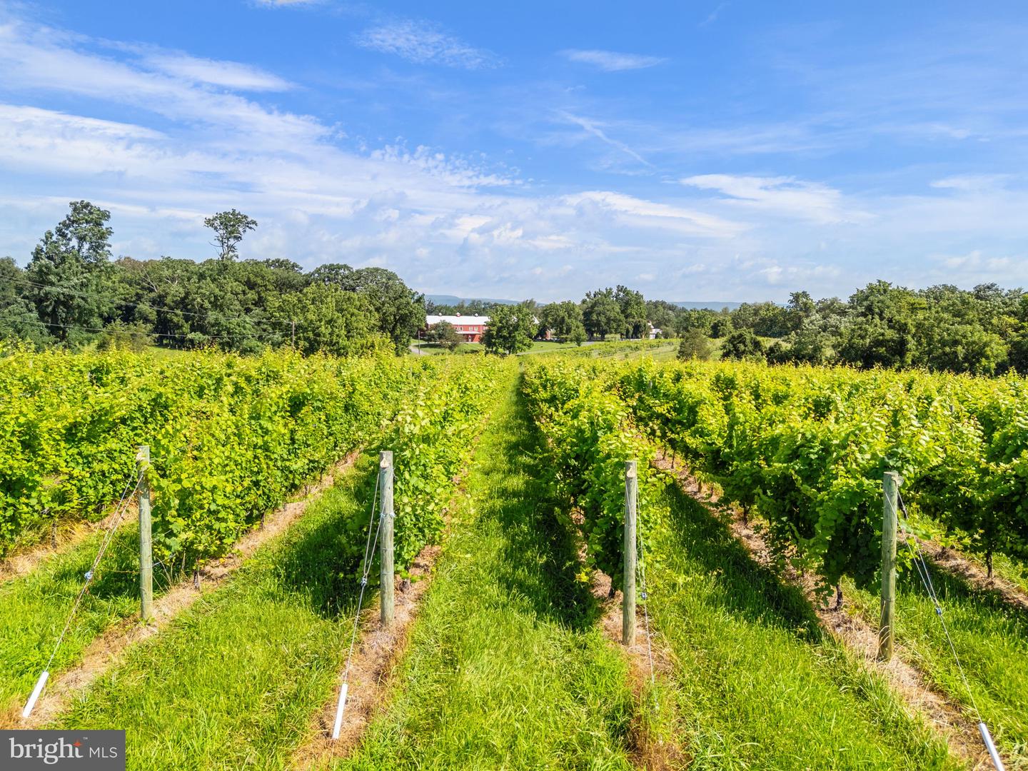 3659 S OX RD, EDINBURG, Virginia 22824, ,Land,For Sale,3659 S OX RD,VASH2012160 MLS # VASH2012160 3659 S OX RD, EDINBURG, Virginia 22824, ,Land,For Sale,3659 S OX RD,VASH2012160 MLS # VASH2012160