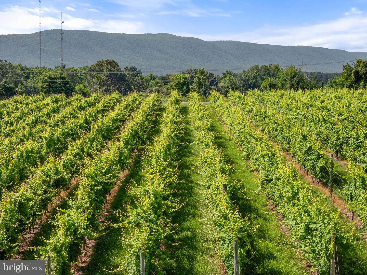 3659 S OX RD, EDINBURG, Virginia 22824, ,Land,For Sale,3659 S OX RD,VASH2012160 MLS # VASH2012160 3659 S OX RD, EDINBURG, Virginia 22824, ,Land,For Sale,3659 S OX RD,VASH2012160 MLS # VASH2012160