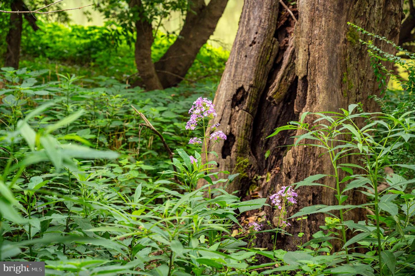 LOT 46A STRASBURG RD, FRONT ROYAL, Virginia 22630, ,Land,For Sale,LOT 46A STRASBURG RD,VAWR2011934 MLS # VAWR2011934 LOT 46A STRASBURG RD, FRONT ROYAL, Virginia 22630, ,Land,For Sale,LOT 46A STRASBURG RD,VAWR2011934 MLS # VAWR2011934