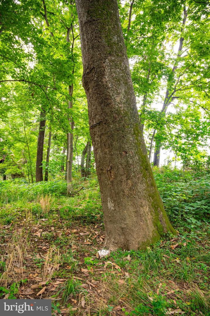 LOT 46A STRASBURG RD, FRONT ROYAL, Virginia 22630, ,Land,For Sale,LOT 46A STRASBURG RD,VAWR2011934 MLS # VAWR2011934 LOT 46A STRASBURG RD, FRONT ROYAL, Virginia 22630, ,Land,For Sale,LOT 46A STRASBURG RD,VAWR2011934 MLS # VAWR2011934