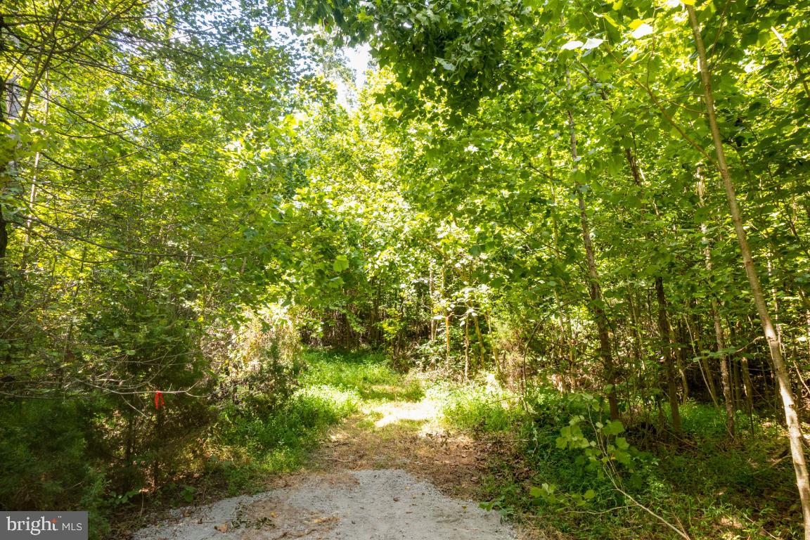 00-TBD W HOOVER, MADISON, Virginia 22727, ,Farm,For Sale,00-TBD W HOOVER,VAMA2002364 MLS # VAMA2002364 00-TBD W HOOVER, MADISON, Virginia 22727, ,Farm,For Sale,00-TBD W HOOVER,VAMA2002364 MLS # VAMA2002364