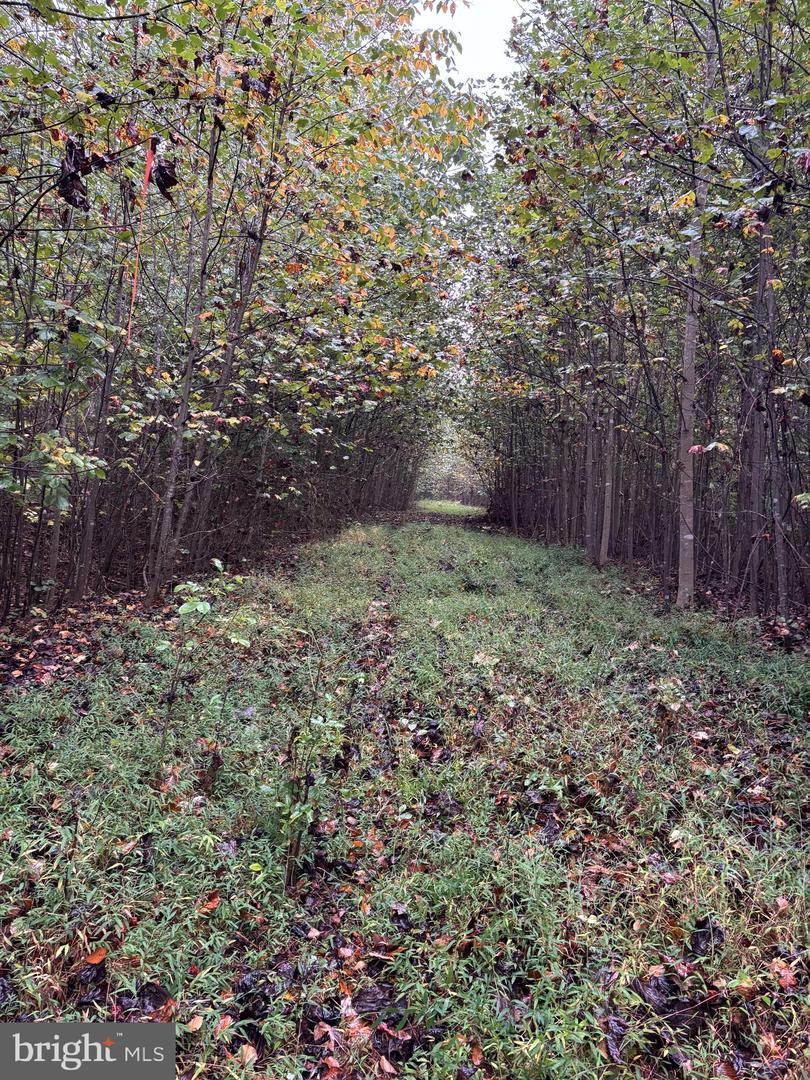 00-TBD W HOOVER, MADISON, Virginia 22727, ,Farm,For Sale,00-TBD W HOOVER,VAMA2002364 MLS # VAMA2002364 00-TBD W HOOVER, MADISON, Virginia 22727, ,Farm,For Sale,00-TBD W HOOVER,VAMA2002364 MLS # VAMA2002364