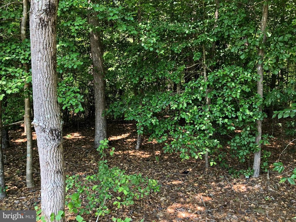 OLD BRIDGE ROAD (RT. 742) (TRACT: BLOCK 16 NORTH), COURTLAND, Virginia 23837, ,Farm,For Sale,OLD BRIDGE ROAD (RT. 742) (TRACT: BLOCK 16 NORTH),VASU2000016 MLS # VASU2000016