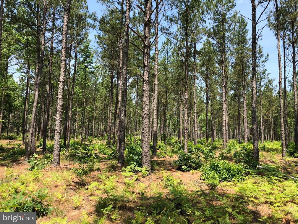 OLD BRIDGE ROAD (RT. 742) (TRACT: BLOCK 16 NORTH), COURTLAND, Virginia 23837, ,Farm,For Sale,OLD BRIDGE ROAD (RT. 742) (TRACT: BLOCK 16 NORTH),VASU2000016 MLS # VASU2000016