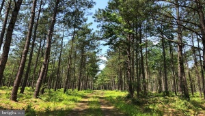 OLD BRIDGE ROAD (RT. 742) (TRACT: BLOCK 16 NORTH), COURTLAND, Virginia 23837, ,Farm,For Sale,OLD BRIDGE ROAD (RT. 742) (TRACT: BLOCK 16 NORTH),VASU2000016 MLS # VASU2000016