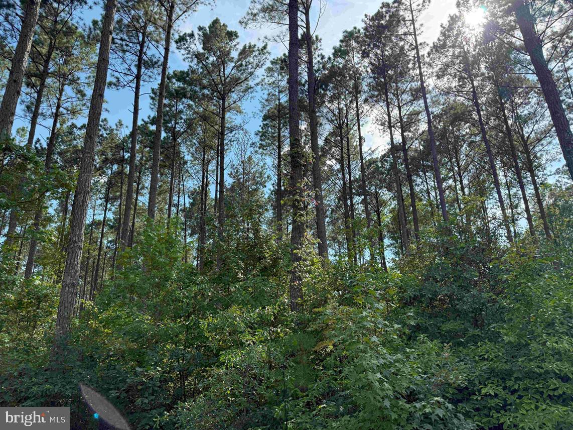 BLACK CREEK ROAD (TRACT: CHESAPEAKE SURRY GRIFFIN), FRANKLIN, Virginia 23851, ,Farm,For Sale,BLACK CREEK ROAD (TRACT: CHESAPEAKE SURRY GRIFFIN),VASU2000026 MLS # VASU2000026 BLACK CREEK ROAD (TRACT: CHESAPEAKE SURRY GRIFFIN), FRANKLIN, Virginia 23851, ,Farm,For Sale,BLACK CREEK ROAD (TRACT: CHESAPEAKE SURRY GRIFFIN),VASU2000026 MLS # VASU2000026