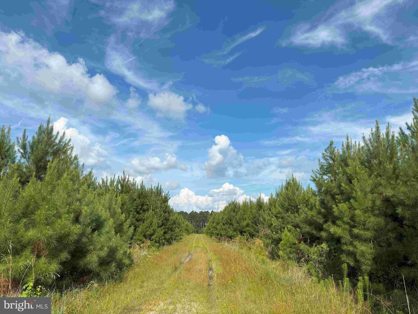 BLACK CREEK ROAD (TRACT: CHESAPEAKE SURRY GRIFFIN), FRANKLIN, Virginia 23851, ,Farm,For Sale,BLACK CREEK ROAD (TRACT: CHESAPEAKE SURRY GRIFFIN),VASU2000026 MLS # VASU2000026 BLACK CREEK ROAD (TRACT: CHESAPEAKE SURRY GRIFFIN), FRANKLIN, Virginia 23851, ,Farm,For Sale,BLACK CREEK ROAD (TRACT: CHESAPEAKE SURRY GRIFFIN),VASU2000026 MLS # VASU2000026