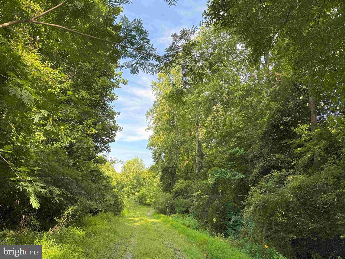 BLACK CREEK ROAD (TRACT: CHESAPEAKE SURRY GRIFFIN), FRANKLIN, Virginia 23851, ,Farm,For Sale,BLACK CREEK ROAD (TRACT: CHESAPEAKE SURRY GRIFFIN),VASU2000026 MLS # VASU2000026 BLACK CREEK ROAD (TRACT: CHESAPEAKE SURRY GRIFFIN), FRANKLIN, Virginia 23851, ,Farm,For Sale,BLACK CREEK ROAD (TRACT: CHESAPEAKE SURRY GRIFFIN),VASU2000026 MLS # VASU2000026