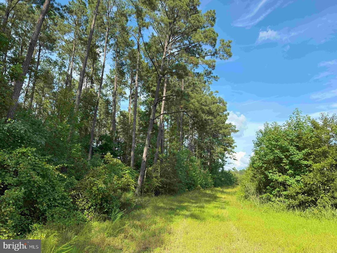 BLACK CREEK ROAD (TRACT: CHESAPEAKE SURRY GRIFFIN), FRANKLIN, Virginia 23851, ,Farm,For Sale,BLACK CREEK ROAD (TRACT: CHESAPEAKE SURRY GRIFFIN),VASU2000026 MLS # VASU2000026 BLACK CREEK ROAD (TRACT: CHESAPEAKE SURRY GRIFFIN), FRANKLIN, Virginia 23851, ,Farm,For Sale,BLACK CREEK ROAD (TRACT: CHESAPEAKE SURRY GRIFFIN),VASU2000026 MLS # VASU2000026