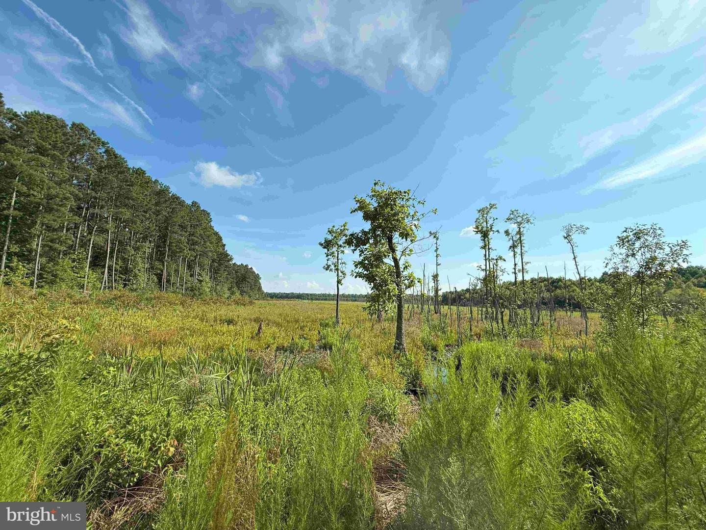 BLACK CREEK ROAD (TRACT: CHESAPEAKE SURRY GRIFFIN), FRANKLIN, Virginia 23851, ,Farm,For Sale,BLACK CREEK ROAD (TRACT: CHESAPEAKE SURRY GRIFFIN),VASU2000026 MLS # VASU2000026 BLACK CREEK ROAD (TRACT: CHESAPEAKE SURRY GRIFFIN), FRANKLIN, Virginia 23851, ,Farm,For Sale,BLACK CREEK ROAD (TRACT: CHESAPEAKE SURRY GRIFFIN),VASU2000026 MLS # VASU2000026