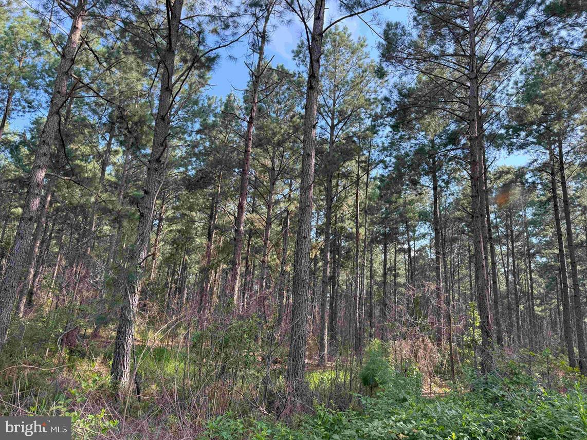 BLACK CREEK ROAD (TRACT: CHESAPEAKE SURRY GRIFFIN), FRANKLIN, Virginia 23851, ,Farm,For Sale,BLACK CREEK ROAD (TRACT: CHESAPEAKE SURRY GRIFFIN),VASU2000026 MLS # VASU2000026 BLACK CREEK ROAD (TRACT: CHESAPEAKE SURRY GRIFFIN), FRANKLIN, Virginia 23851, ,Farm,For Sale,BLACK CREEK ROAD (TRACT: CHESAPEAKE SURRY GRIFFIN),VASU2000026 MLS # VASU2000026