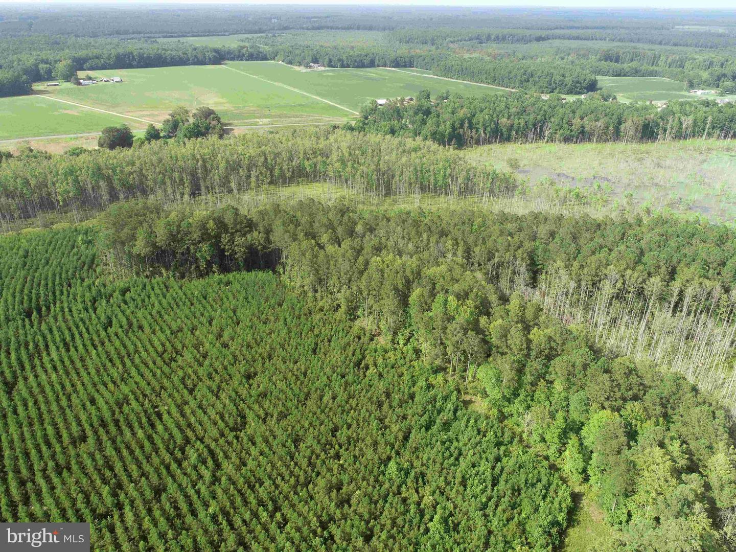 BLACK CREEK ROAD (TRACT: CHESAPEAKE SURRY GRIFFIN), FRANKLIN, Virginia 23851, ,Farm,For Sale,BLACK CREEK ROAD (TRACT: CHESAPEAKE SURRY GRIFFIN),VASU2000026 MLS # VASU2000026 BLACK CREEK ROAD (TRACT: CHESAPEAKE SURRY GRIFFIN), FRANKLIN, Virginia 23851, ,Farm,For Sale,BLACK CREEK ROAD (TRACT: CHESAPEAKE SURRY GRIFFIN),VASU2000026 MLS # VASU2000026