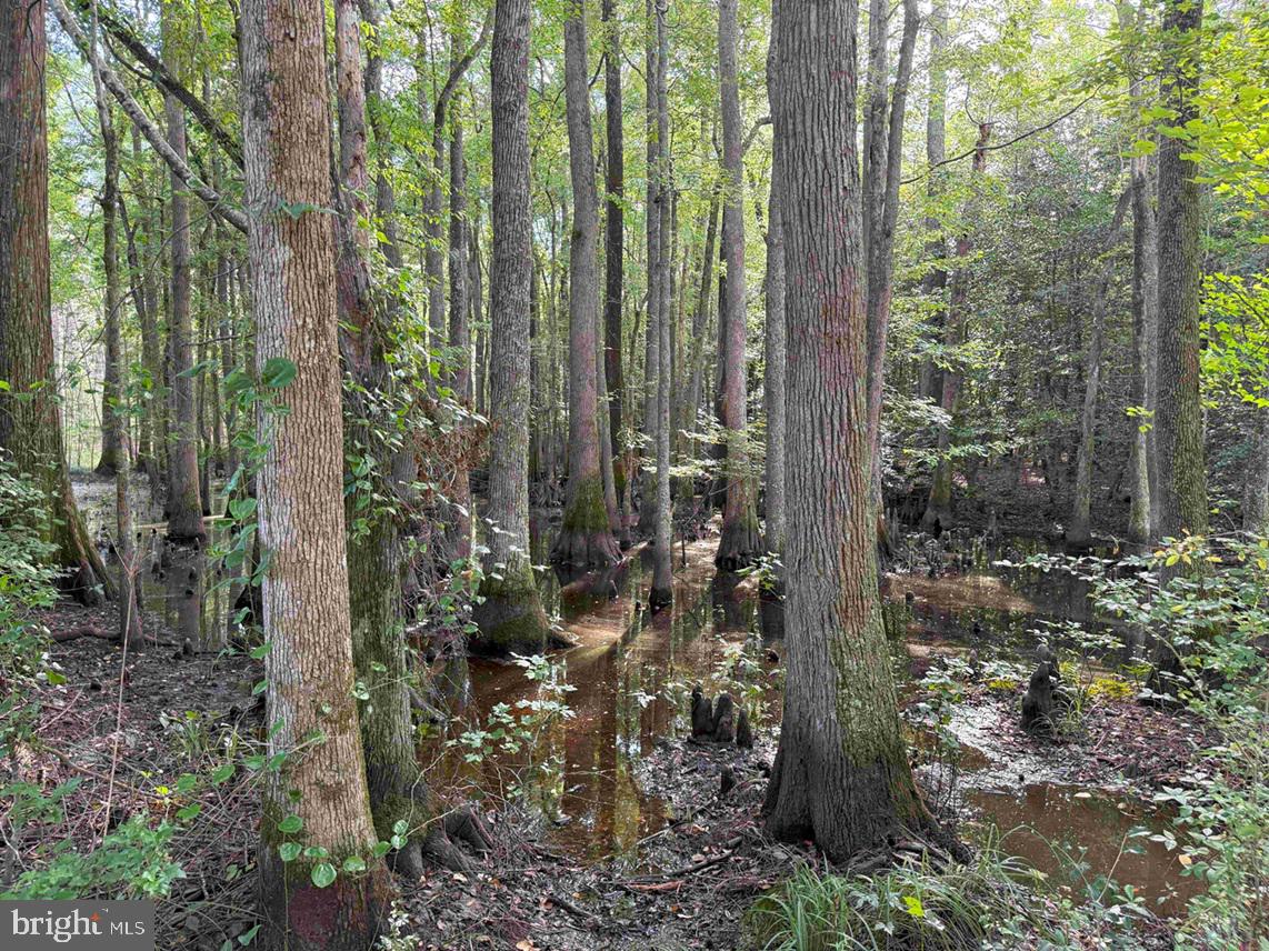 BLACK CREEK ROAD (TRACT: CHESAPEAKE SURRY GRIFFIN), FRANKLIN, Virginia 23851, ,Farm,For Sale,BLACK CREEK ROAD (TRACT: CHESAPEAKE SURRY GRIFFIN),VASU2000026 MLS # VASU2000026 BLACK CREEK ROAD (TRACT: CHESAPEAKE SURRY GRIFFIN), FRANKLIN, Virginia 23851, ,Farm,For Sale,BLACK CREEK ROAD (TRACT: CHESAPEAKE SURRY GRIFFIN),VASU2000026 MLS # VASU2000026