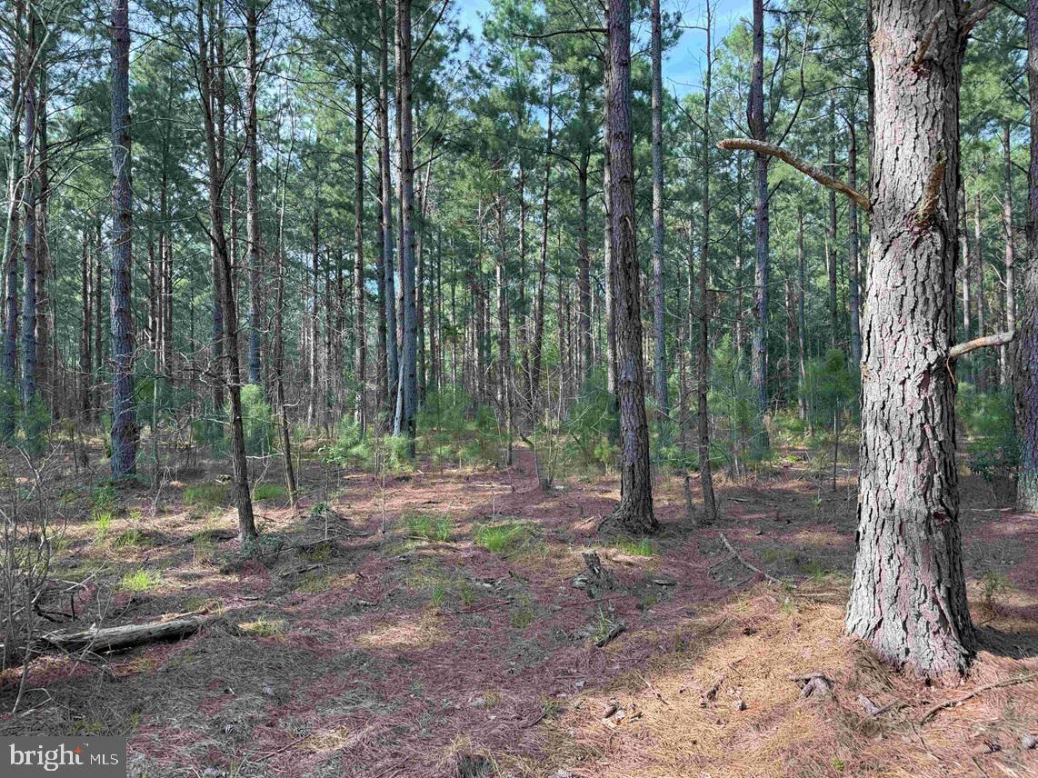BLACK CREEK ROAD (TRACT: CHESAPEAKE SURRY GRIFFIN), FRANKLIN, Virginia 23851, ,Farm,For Sale,BLACK CREEK ROAD (TRACT: CHESAPEAKE SURRY GRIFFIN),VASU2000026 MLS # VASU2000026 BLACK CREEK ROAD (TRACT: CHESAPEAKE SURRY GRIFFIN), FRANKLIN, Virginia 23851, ,Farm,For Sale,BLACK CREEK ROAD (TRACT: CHESAPEAKE SURRY GRIFFIN),VASU2000026 MLS # VASU2000026