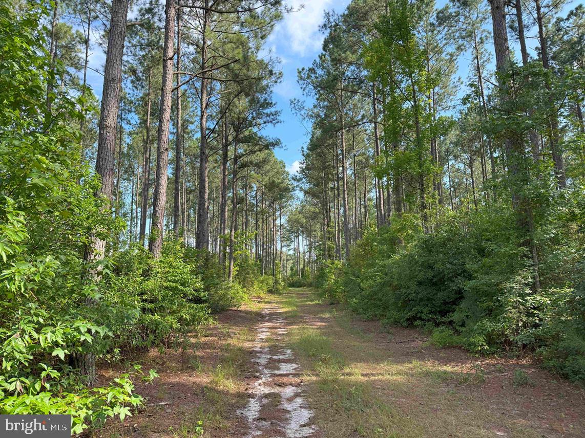BLACK CREEK ROAD (TRACT: CHESAPEAKE SURRY GRIFFIN), FRANKLIN, Virginia 23851, ,Farm,For Sale,BLACK CREEK ROAD (TRACT: CHESAPEAKE SURRY GRIFFIN),VASU2000026 MLS # VASU2000026 BLACK CREEK ROAD (TRACT: CHESAPEAKE SURRY GRIFFIN), FRANKLIN, Virginia 23851, ,Farm,For Sale,BLACK CREEK ROAD (TRACT: CHESAPEAKE SURRY GRIFFIN),VASU2000026 MLS # VASU2000026