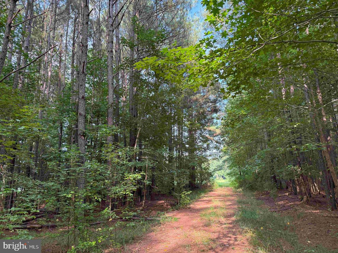 BLACK CREEK ROAD (TRACT: CHESAPEAKE SURRY GRIFFIN), FRANKLIN, Virginia 23851, ,Farm,For Sale,BLACK CREEK ROAD (TRACT: CHESAPEAKE SURRY GRIFFIN),VASU2000026 MLS # VASU2000026 BLACK CREEK ROAD (TRACT: CHESAPEAKE SURRY GRIFFIN), FRANKLIN, Virginia 23851, ,Farm,For Sale,BLACK CREEK ROAD (TRACT: CHESAPEAKE SURRY GRIFFIN),VASU2000026 MLS # VASU2000026