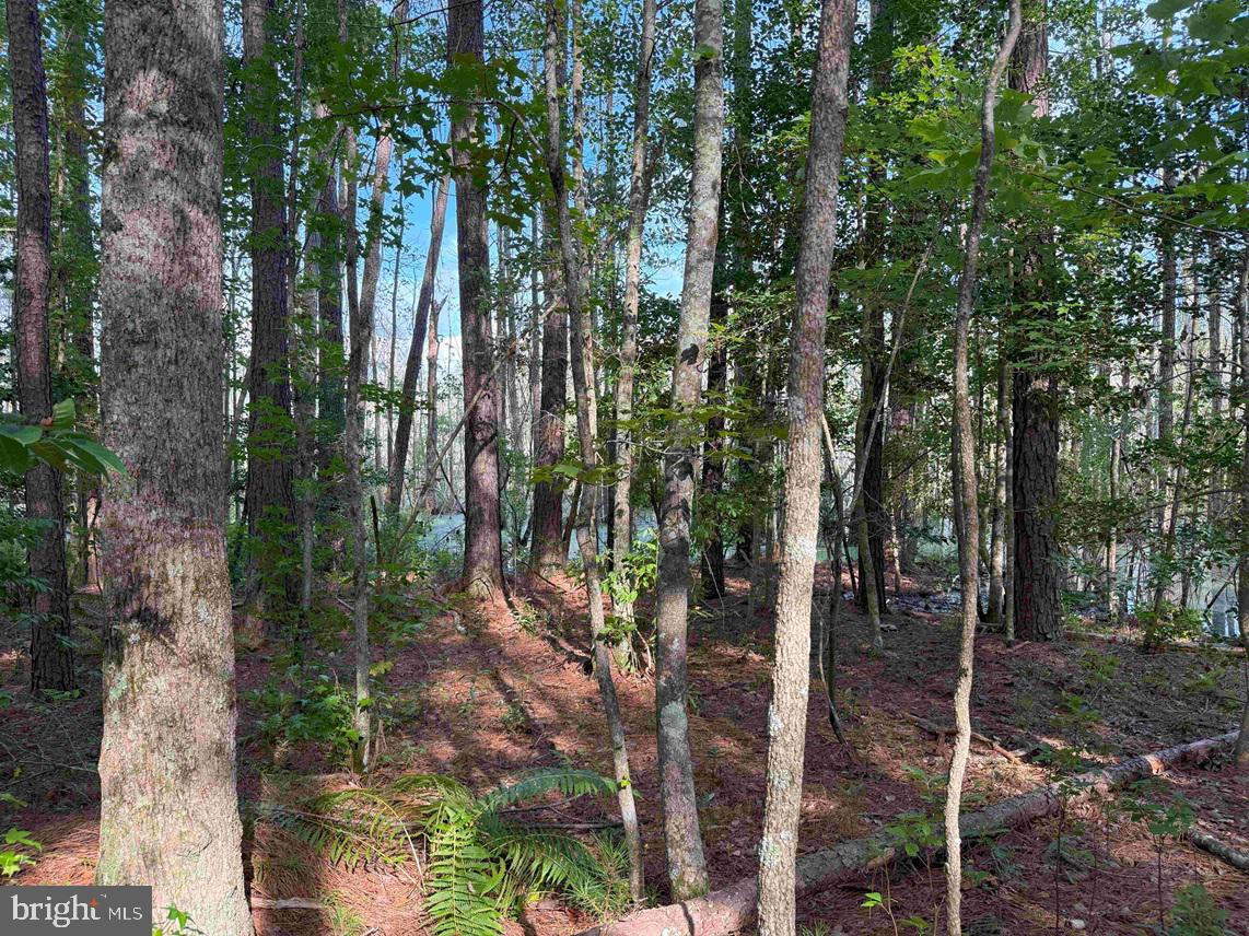 BLACK CREEK ROAD (TRACT: CHESAPEAKE SURRY GRIFFIN), FRANKLIN, Virginia 23851, ,Farm,For Sale,BLACK CREEK ROAD (TRACT: CHESAPEAKE SURRY GRIFFIN),VASU2000026 MLS # VASU2000026 BLACK CREEK ROAD (TRACT: CHESAPEAKE SURRY GRIFFIN), FRANKLIN, Virginia 23851, ,Farm,For Sale,BLACK CREEK ROAD (TRACT: CHESAPEAKE SURRY GRIFFIN),VASU2000026 MLS # VASU2000026