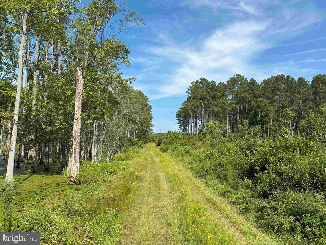 BLACK CREEK ROAD (TRACT: CHESAPEAKE SURRY GRIFFIN), FRANKLIN, Virginia 23851, ,Farm,For Sale,BLACK CREEK ROAD (TRACT: CHESAPEAKE SURRY GRIFFIN),VASU2000026 MLS # VASU2000026 BLACK CREEK ROAD (TRACT: CHESAPEAKE SURRY GRIFFIN), FRANKLIN, Virginia 23851, ,Farm,For Sale,BLACK CREEK ROAD (TRACT: CHESAPEAKE SURRY GRIFFIN),VASU2000026 MLS # VASU2000026