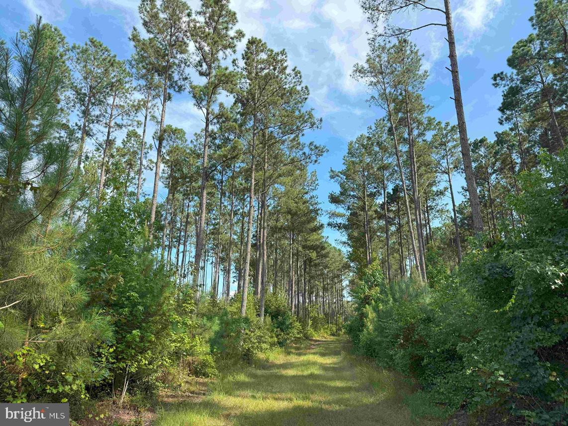 BLACK CREEK ROAD (TRACT: CHESAPEAKE SURRY GRIFFIN), FRANKLIN, Virginia 23851, ,Farm,For Sale,BLACK CREEK ROAD (TRACT: CHESAPEAKE SURRY GRIFFIN),VASU2000026 MLS # VASU2000026 BLACK CREEK ROAD (TRACT: CHESAPEAKE SURRY GRIFFIN), FRANKLIN, Virginia 23851, ,Farm,For Sale,BLACK CREEK ROAD (TRACT: CHESAPEAKE SURRY GRIFFIN),VASU2000026 MLS # VASU2000026
