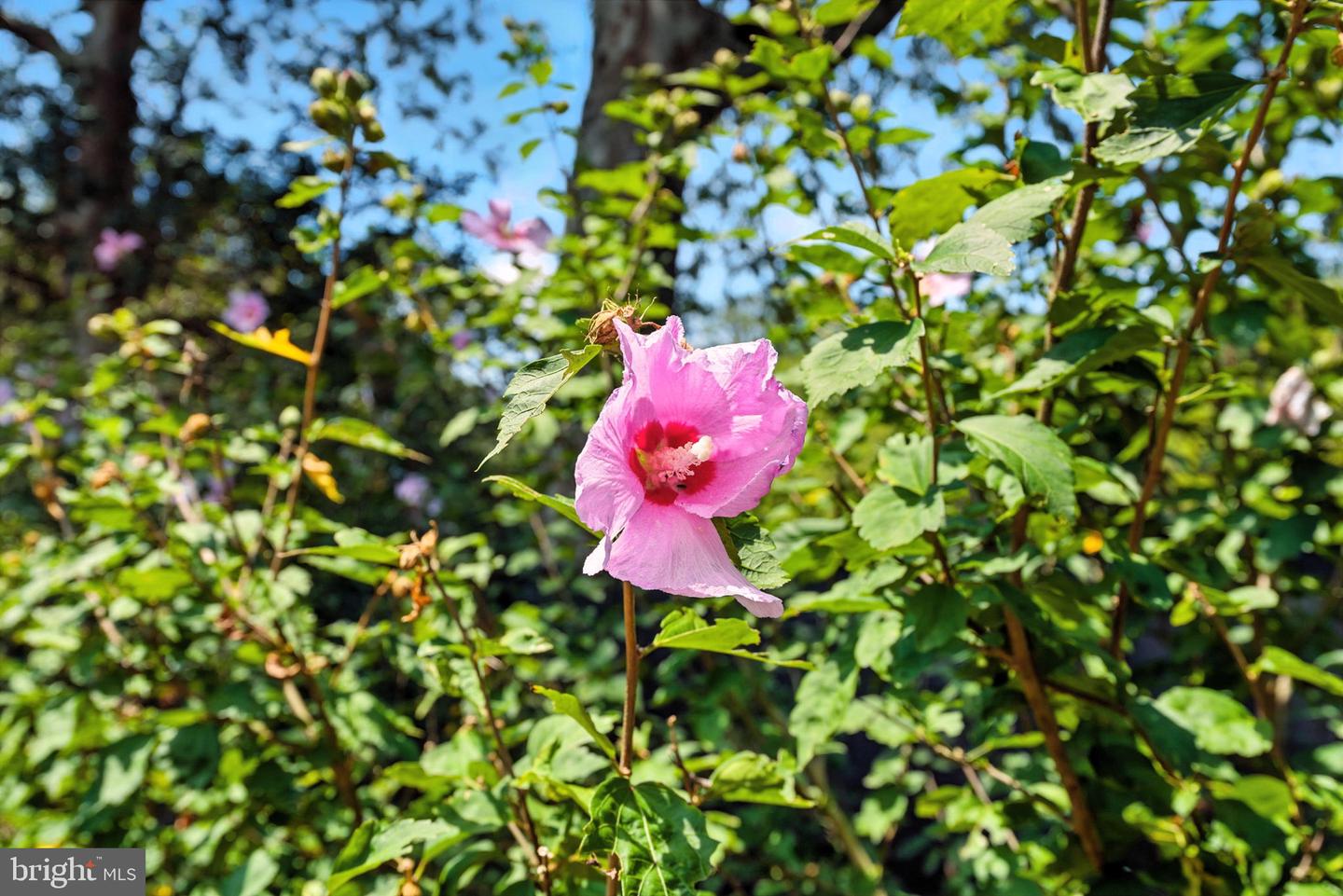 23348 TIDEWATER TRL, RAPPAHANNOCK ACADEMY, Virginia 22538, 4 Bedrooms Bedrooms, ,4 BathroomsBathrooms,Residential,For Sale,23348 TIDEWATER TRL,VACV2008326 MLS # VACV2008326 23348 TIDEWATER TRL, RAPPAHANNOCK ACADEMY, Virginia 22538, 4 Bedrooms Bedrooms, ,4 BathroomsBathrooms,Residential,For Sale,23348 TIDEWATER TRL,VACV2008326 MLS # VACV2008326