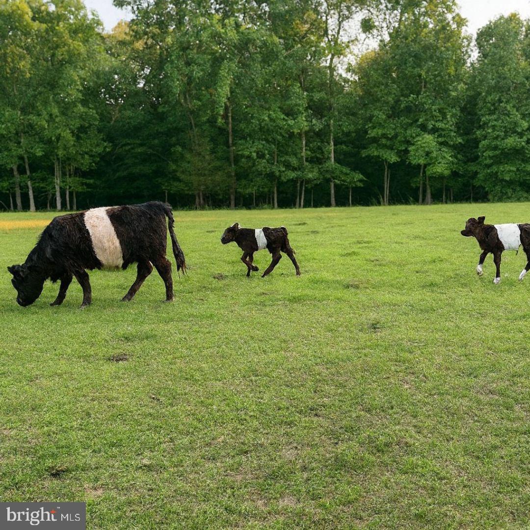 23348 TIDEWATER TRL, RAPPAHANNOCK ACADEMY, Virginia 22538, 4 Bedrooms Bedrooms, ,4 BathroomsBathrooms,Residential,For Sale,23348 TIDEWATER TRL,VACV2008326 MLS # VACV2008326 23348 TIDEWATER TRL, RAPPAHANNOCK ACADEMY, Virginia 22538, 4 Bedrooms Bedrooms, ,4 BathroomsBathrooms,Residential,For Sale,23348 TIDEWATER TRL,VACV2008326 MLS # VACV2008326