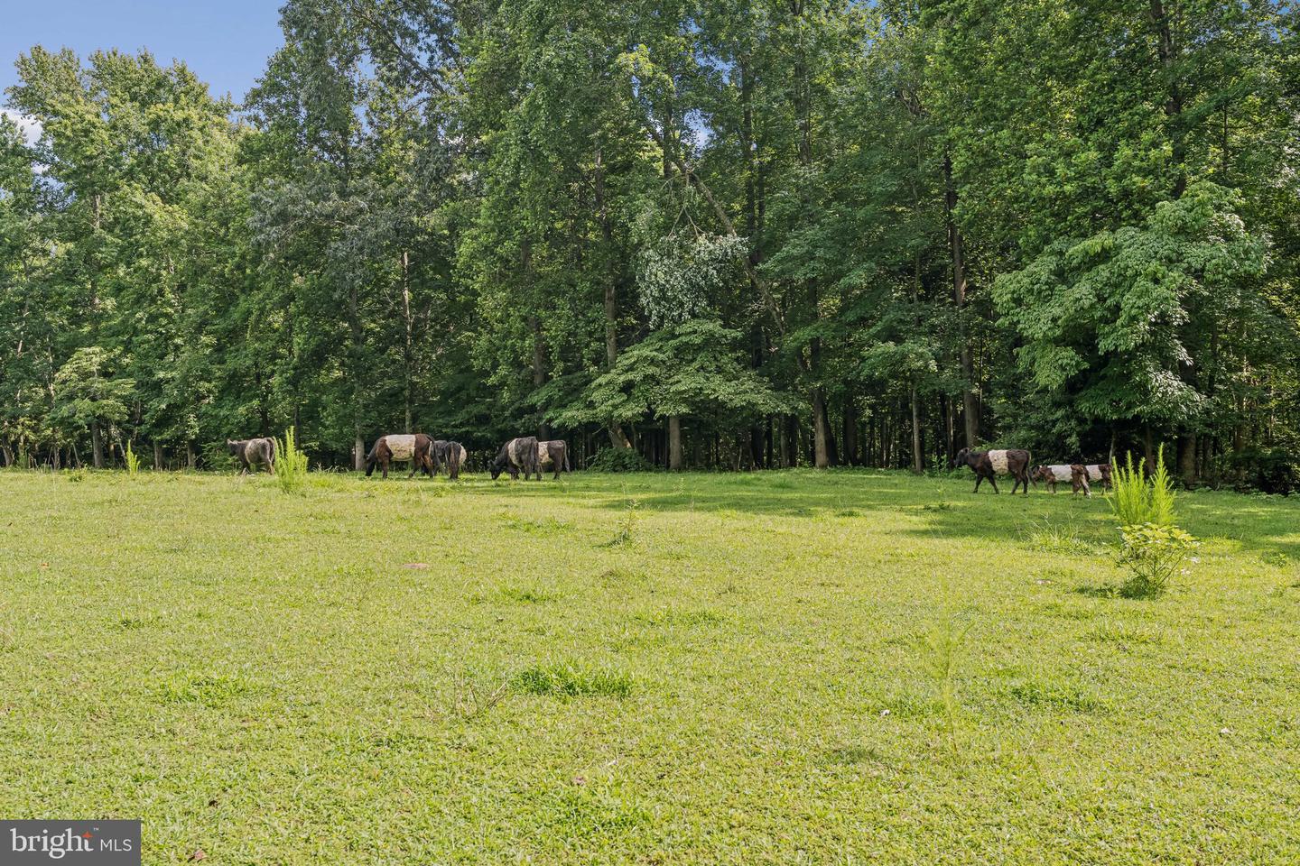 23348 TIDEWATER TRL, RAPPAHANNOCK ACADEMY, Virginia 22538, 4 Bedrooms Bedrooms, ,4 BathroomsBathrooms,Residential,For Sale,23348 TIDEWATER TRL,VACV2008326 MLS # VACV2008326 23348 TIDEWATER TRL, RAPPAHANNOCK ACADEMY, Virginia 22538, 4 Bedrooms Bedrooms, ,4 BathroomsBathrooms,Residential,For Sale,23348 TIDEWATER TRL,VACV2008326 MLS # VACV2008326