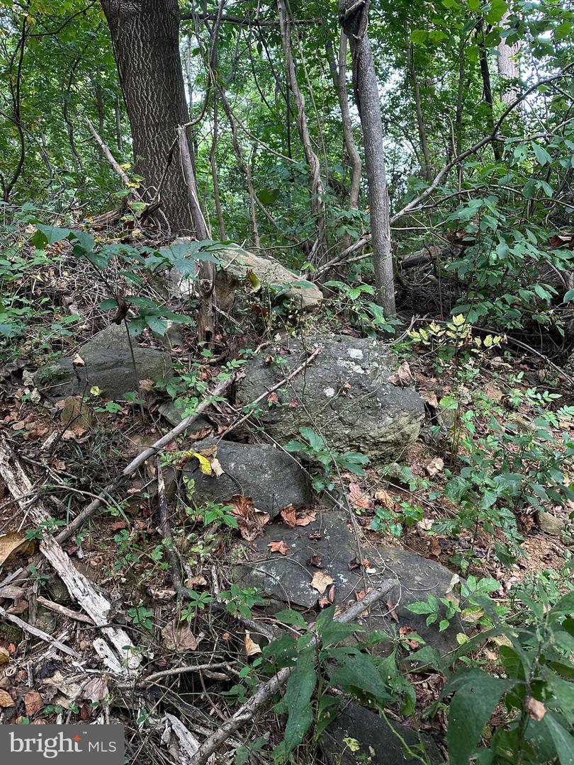 BLUERIDGE MOUNTAIN, PARIS, Virginia 20130, ,Farm,For Sale,BLUERIDGE MOUNTAIN,VALO2105128 MLS # VALO2105128