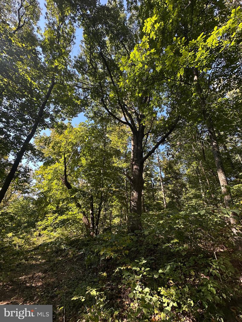 BLUERIDGE MOUNTAIN, PARIS, Virginia 20130, ,Farm,For Sale,BLUERIDGE MOUNTAIN,VALO2105128 MLS # VALO2105128