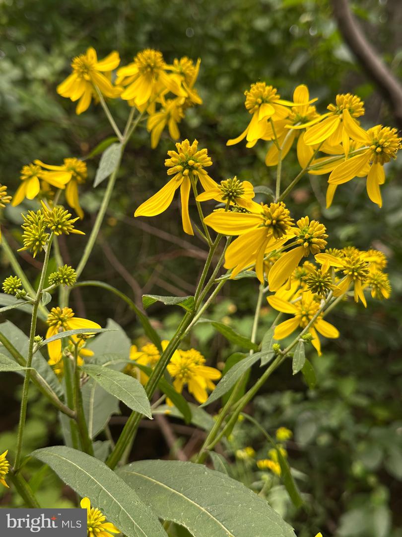 BLUERIDGE MOUNTAIN, PARIS, Virginia 20130, ,Farm,For Sale,BLUERIDGE MOUNTAIN,VALO2105128 MLS # VALO2105128