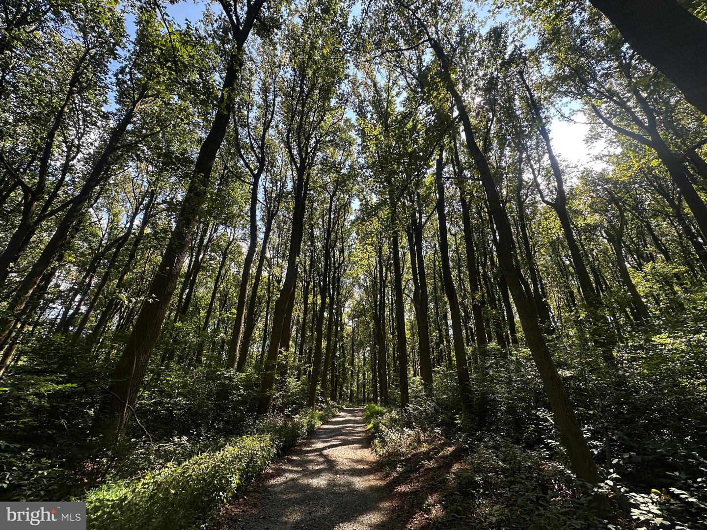 BLUERIDGE MOUNTAIN, PARIS, Virginia 20130, ,Farm,For Sale,BLUERIDGE MOUNTAIN,VALO2105128 MLS # VALO2105128