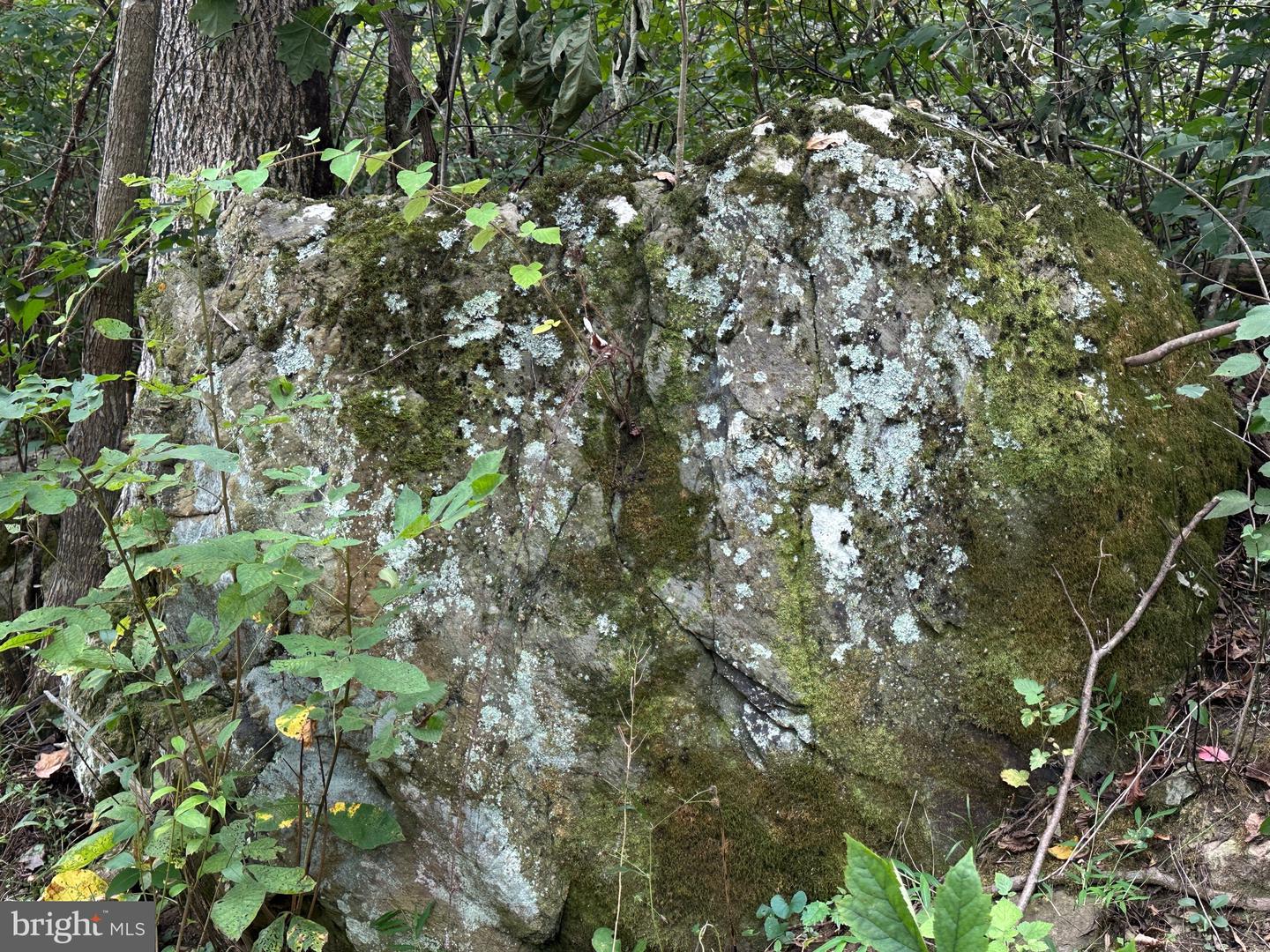 BLUERIDGE MOUNTAIN, PARIS, Virginia 20130, ,Farm,For Sale,BLUERIDGE MOUNTAIN,VALO2105128 MLS # VALO2105128