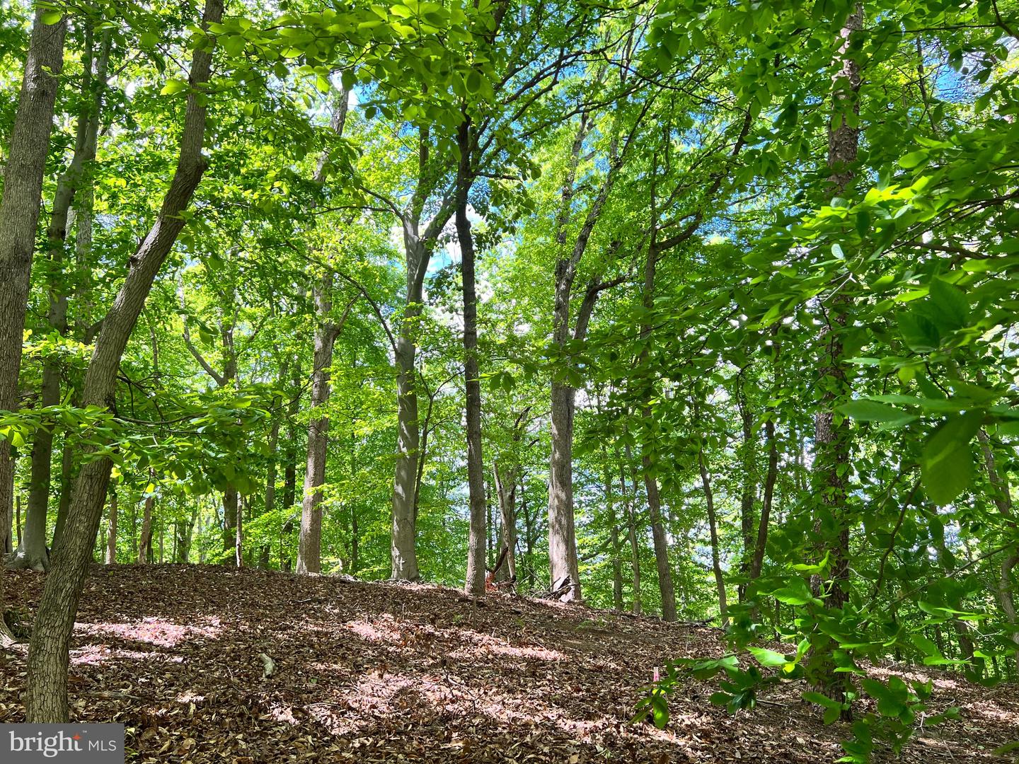 OLD COLCHESTER RD, LORTON, Virginia 22079, ,Land,For Sale,OLD COLCHESTER RD,VAFX2263404 MLS # VAFX2263404 OLD COLCHESTER RD, LORTON, Virginia 22079, ,Land,For Sale,OLD COLCHESTER RD,VAFX2263404 MLS # VAFX2263404