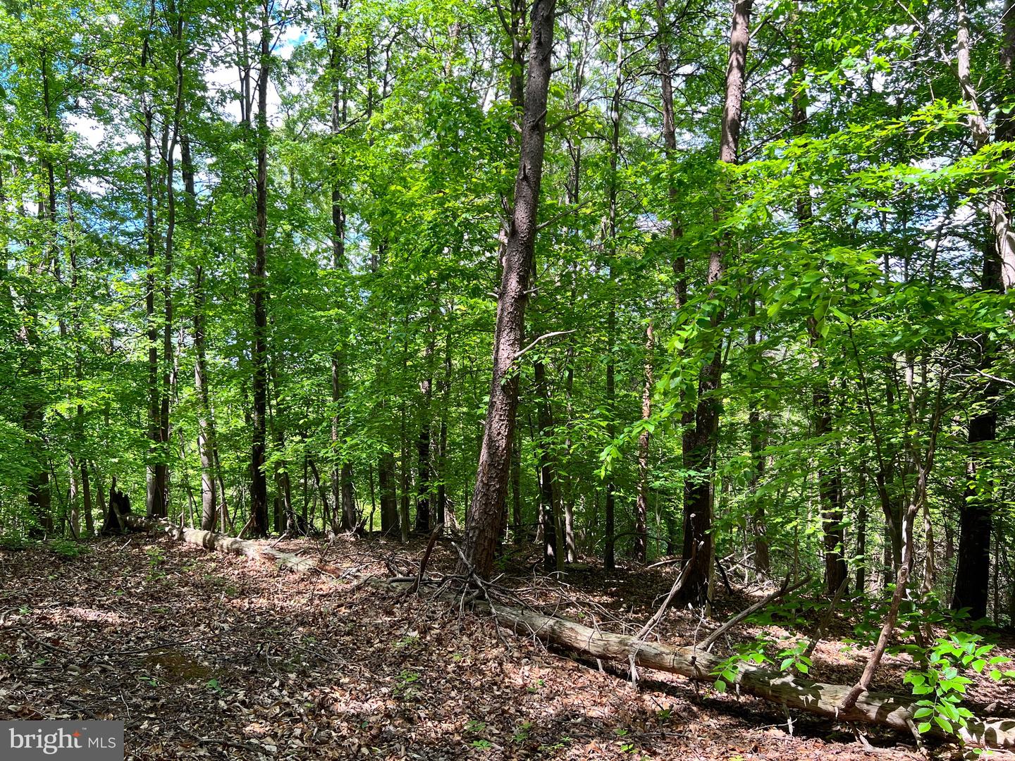 OLD COLCHESTER RD, LORTON, Virginia 22079, ,Land,For Sale,OLD COLCHESTER RD,VAFX2263404 MLS # VAFX2263404 OLD COLCHESTER RD, LORTON, Virginia 22079, ,Land,For Sale,OLD COLCHESTER RD,VAFX2263404 MLS # VAFX2263404