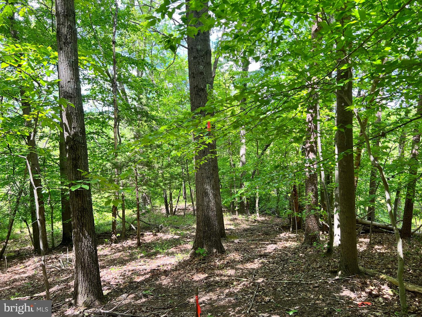 OLD COLCHESTER RD, LORTON, Virginia 22079, ,Land,For Sale,OLD COLCHESTER RD,VAFX2263404 MLS # VAFX2263404 OLD COLCHESTER RD, LORTON, Virginia 22079, ,Land,For Sale,OLD COLCHESTER RD,VAFX2263404 MLS # VAFX2263404