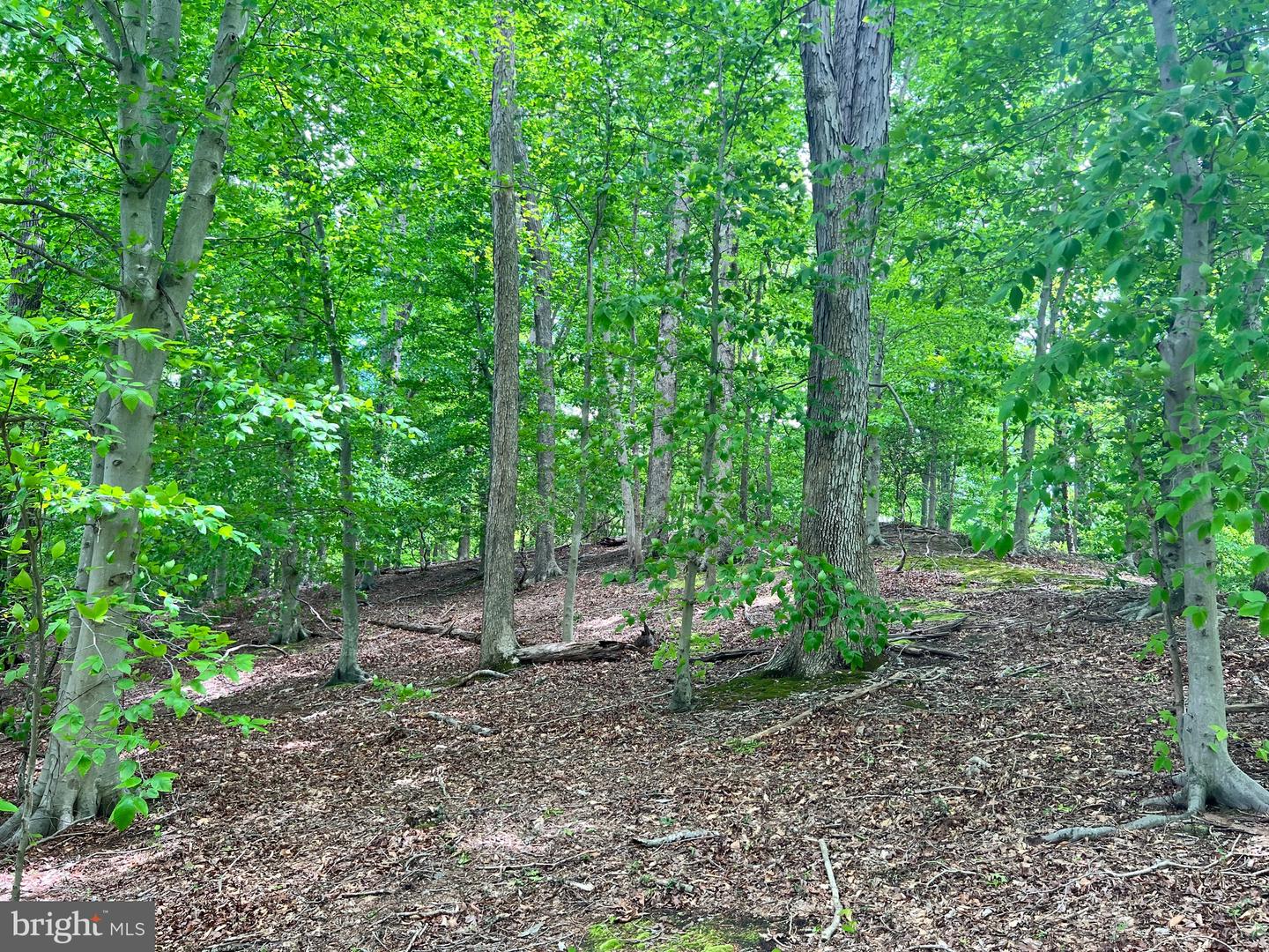 OLD COLCHESTER RD, LORTON, Virginia 22079, ,Land,For Sale,OLD COLCHESTER RD,VAFX2263404 MLS # VAFX2263404 OLD COLCHESTER RD, LORTON, Virginia 22079, ,Land,For Sale,OLD COLCHESTER RD,VAFX2263404 MLS # VAFX2263404