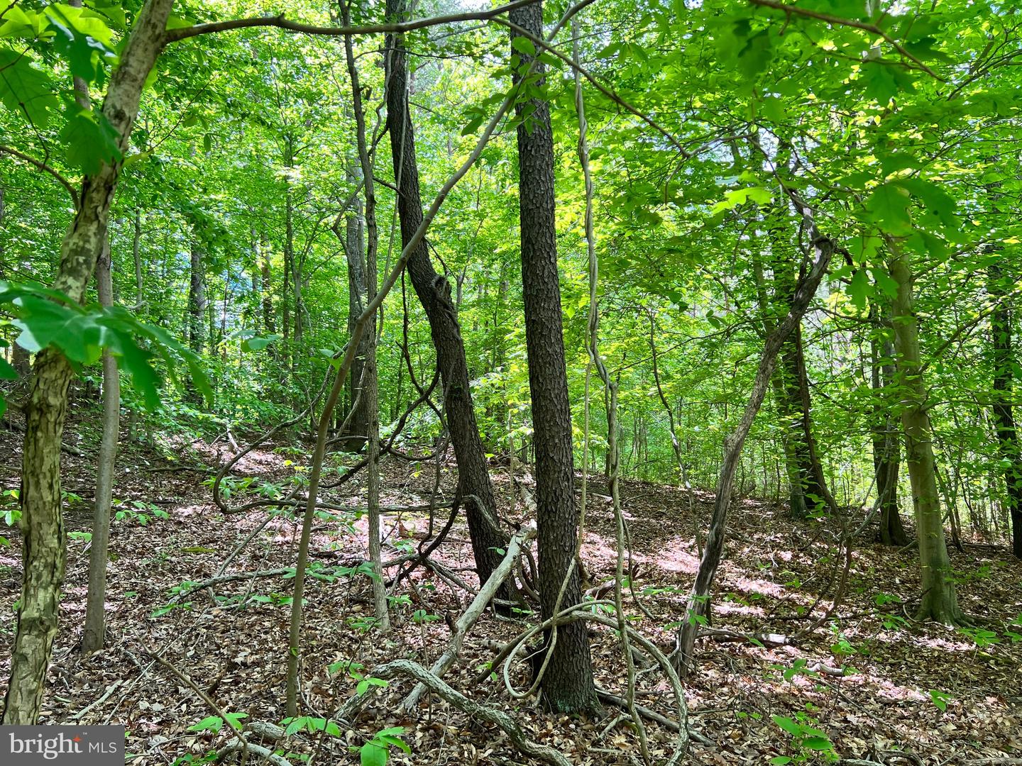 OLD COLCHESTER RD, LORTON, Virginia 22079, ,Land,For Sale,OLD COLCHESTER RD,VAFX2263404 MLS # VAFX2263404 OLD COLCHESTER RD, LORTON, Virginia 22079, ,Land,For Sale,OLD COLCHESTER RD,VAFX2263404 MLS # VAFX2263404