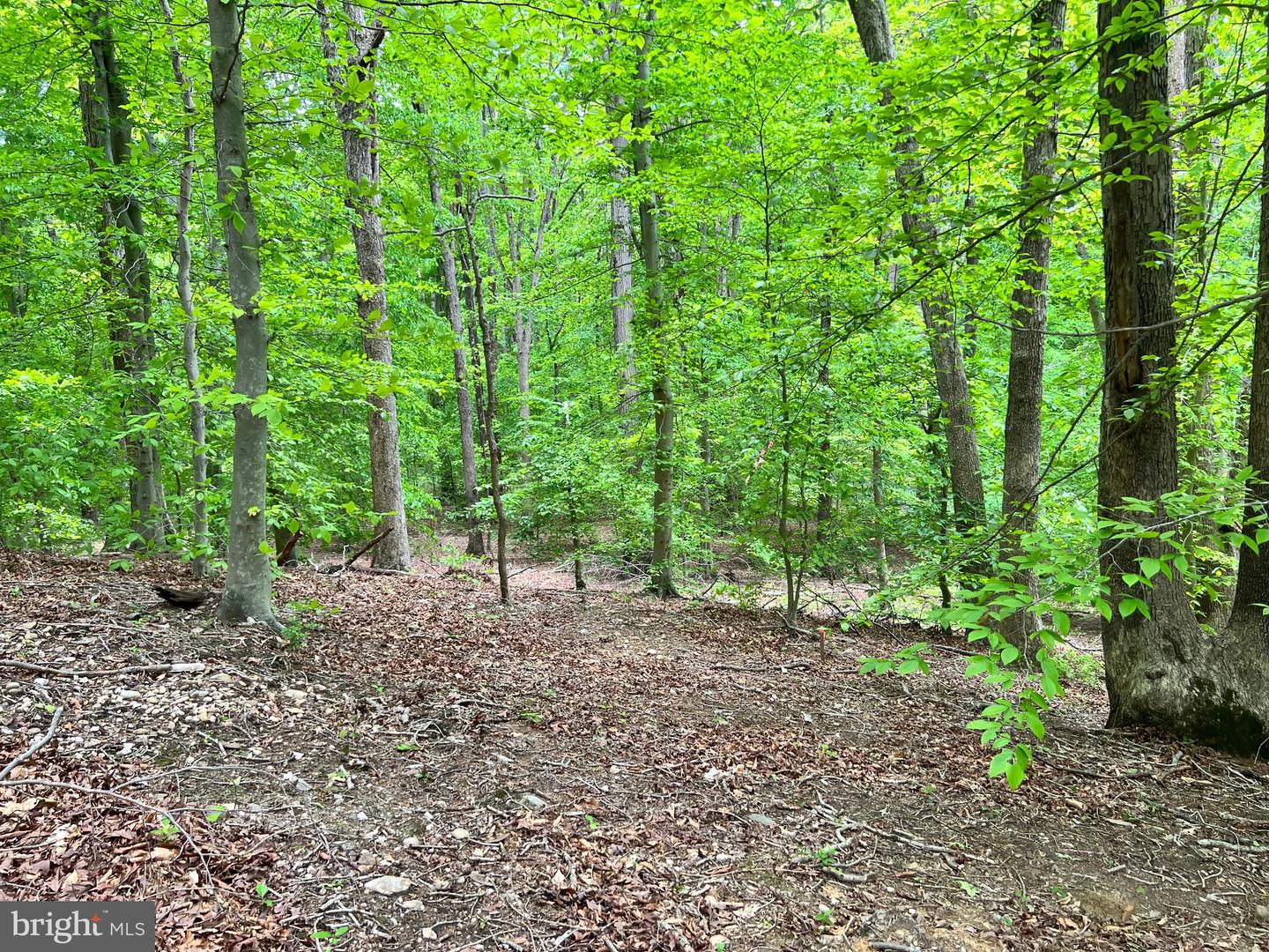 OLD COLCHESTER RD, LORTON, Virginia 22079, ,Land,For Sale,OLD COLCHESTER RD,VAFX2263404 MLS # VAFX2263404 OLD COLCHESTER RD, LORTON, Virginia 22079, ,Land,For Sale,OLD COLCHESTER RD,VAFX2263404 MLS # VAFX2263404