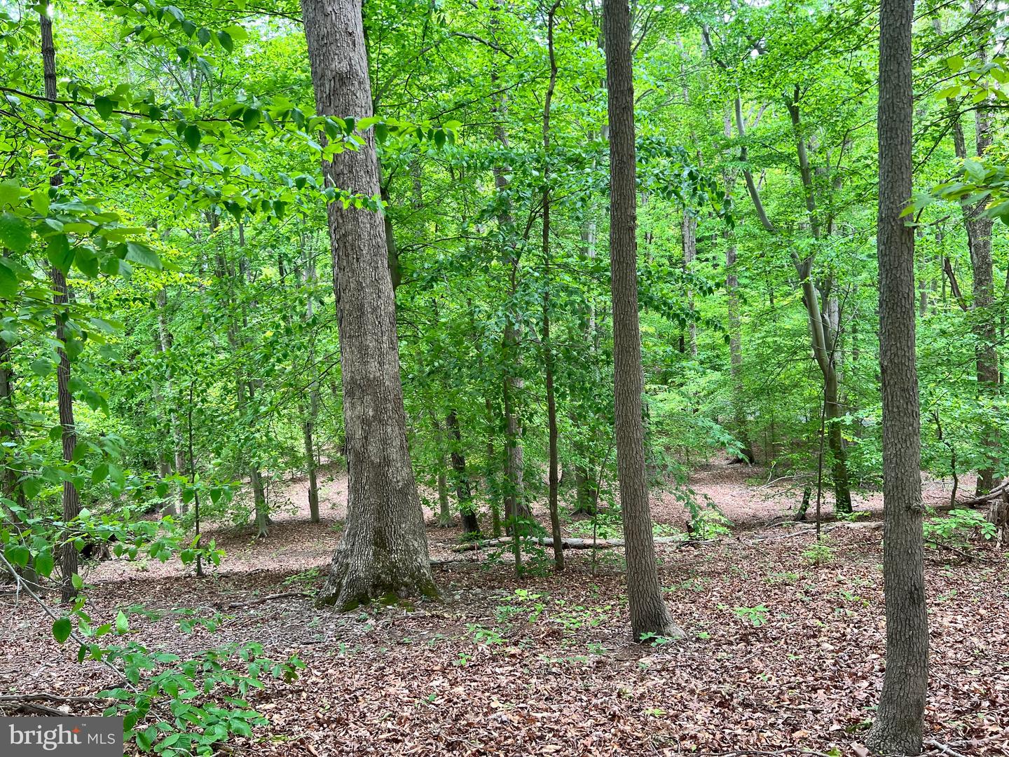 OLD COLCHESTER RD, LORTON, Virginia 22079, ,Land,For Sale,OLD COLCHESTER RD,VAFX2263404 MLS # VAFX2263404 OLD COLCHESTER RD, LORTON, Virginia 22079, ,Land,For Sale,OLD COLCHESTER RD,VAFX2263404 MLS # VAFX2263404