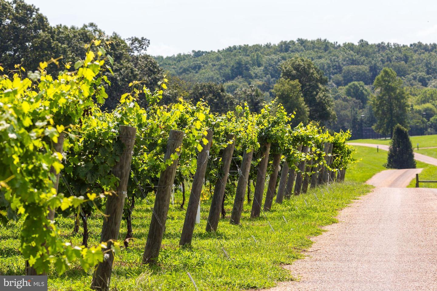 6887 BLENHEIM ROAD, SCOTTSVILLE, Virginia 24590, ,Farm,For Sale,6887 BLENHEIM ROAD,VAAB2001064 MLS # VAAB2001064 6887 BLENHEIM ROAD, SCOTTSVILLE, Virginia 24590, ,Farm,For Sale,6887 BLENHEIM ROAD,VAAB2001064 MLS # VAAB2001064