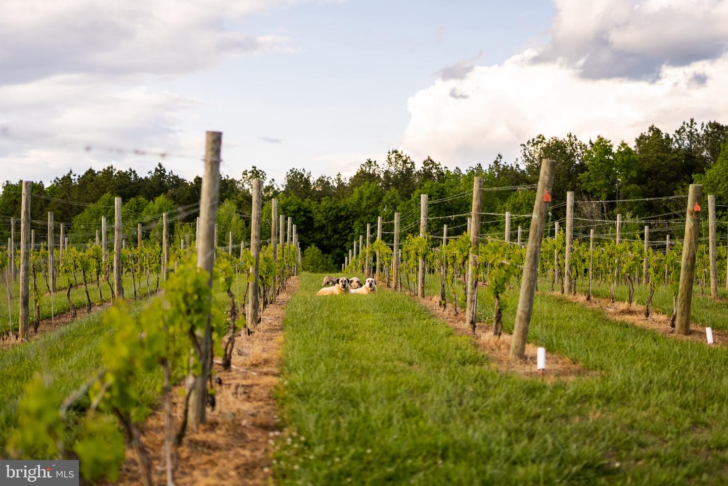 6887 BLENHEIM ROAD, SCOTTSVILLE, Virginia 24590, ,Residential,For Sale,6887 BLENHEIM ROAD,VAAB2001060 MLS # VAAB2001060 6887 BLENHEIM ROAD, SCOTTSVILLE, Virginia 24590, ,Residential,For Sale,6887 BLENHEIM ROAD,VAAB2001060 MLS # VAAB2001060