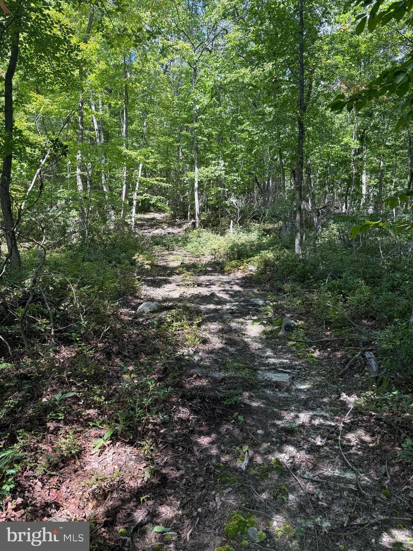 LOT 13 GREAT MOUNTAIN LN, WINCHESTER, Virginia 22602, ,Farm,For Sale,LOT 13 GREAT MOUNTAIN LN,VAFV2036432 MLS # VAFV2036432