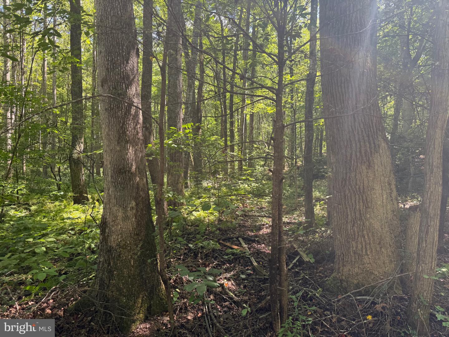 2082 LITTLE DOGWOOD ROAD, SPOUT SPRING, Virginia 24593, 2 Bedrooms Bedrooms, ,2 BathroomsBathrooms,Farm,For Sale,2082 LITTLE DOGWOOD ROAD,VAAV2000034 MLS # VAAV2000034 2082 LITTLE DOGWOOD ROAD, SPOUT SPRING, Virginia 24593, 2 Bedrooms Bedrooms, ,2 BathroomsBathrooms,Farm,For Sale,2082 LITTLE DOGWOOD ROAD,VAAV2000034 MLS # VAAV2000034