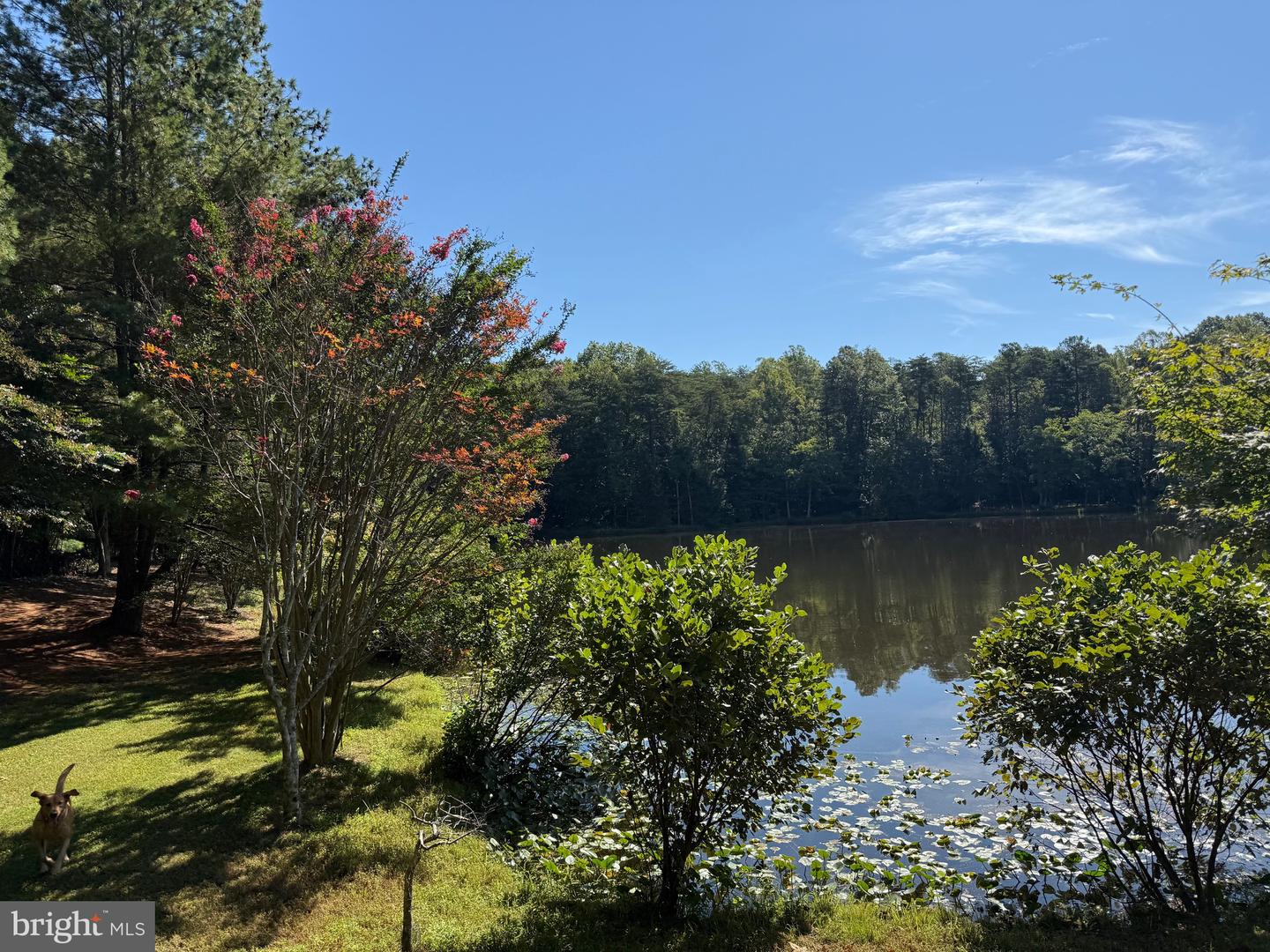 2082 LITTLE DOGWOOD ROAD, SPOUT SPRING, Virginia 24593, 2 Bedrooms Bedrooms, ,2 BathroomsBathrooms,Farm,For Sale,2082 LITTLE DOGWOOD ROAD,VAAV2000034 MLS # VAAV2000034 2082 LITTLE DOGWOOD ROAD, SPOUT SPRING, Virginia 24593, 2 Bedrooms Bedrooms, ,2 BathroomsBathrooms,Farm,For Sale,2082 LITTLE DOGWOOD ROAD,VAAV2000034 MLS # VAAV2000034