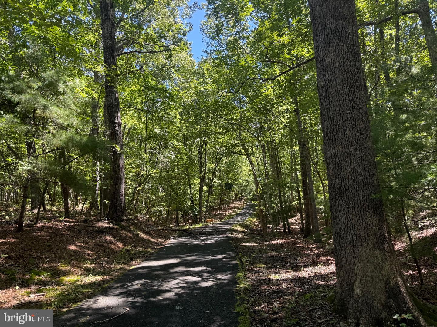 2082 LITTLE DOGWOOD ROAD, SPOUT SPRING, Virginia 24593, 2 Bedrooms Bedrooms, ,2 BathroomsBathrooms,Farm,For Sale,2082 LITTLE DOGWOOD ROAD,VAAV2000034 MLS # VAAV2000034 2082 LITTLE DOGWOOD ROAD, SPOUT SPRING, Virginia 24593, 2 Bedrooms Bedrooms, ,2 BathroomsBathrooms,Farm,For Sale,2082 LITTLE DOGWOOD ROAD,VAAV2000034 MLS # VAAV2000034