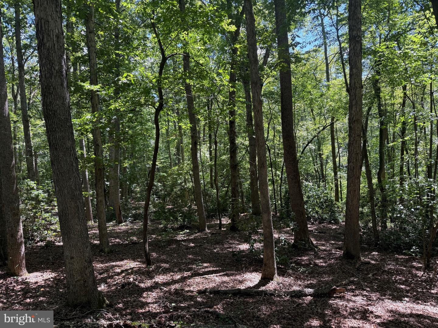 2082 LITTLE DOGWOOD ROAD, SPOUT SPRING, Virginia 24593, 2 Bedrooms Bedrooms, ,2 BathroomsBathrooms,Farm,For Sale,2082 LITTLE DOGWOOD ROAD,VAAV2000034 MLS # VAAV2000034 2082 LITTLE DOGWOOD ROAD, SPOUT SPRING, Virginia 24593, 2 Bedrooms Bedrooms, ,2 BathroomsBathrooms,Farm,For Sale,2082 LITTLE DOGWOOD ROAD,VAAV2000034 MLS # VAAV2000034