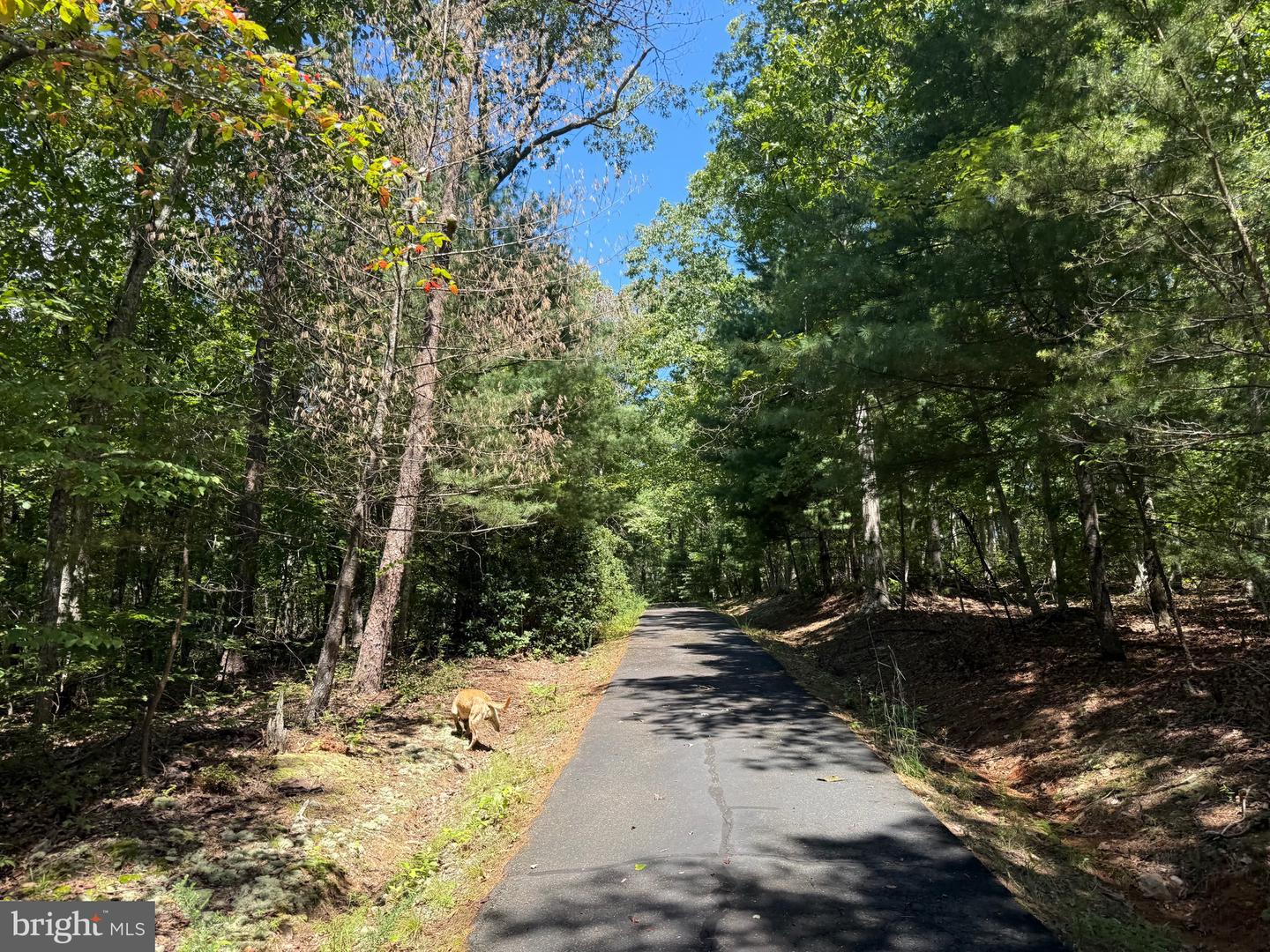 2082 LITTLE DOGWOOD ROAD, SPOUT SPRING, Virginia 24593, 2 Bedrooms Bedrooms, ,2 BathroomsBathrooms,Farm,For Sale,2082 LITTLE DOGWOOD ROAD,VAAV2000034 MLS # VAAV2000034 2082 LITTLE DOGWOOD ROAD, SPOUT SPRING, Virginia 24593, 2 Bedrooms Bedrooms, ,2 BathroomsBathrooms,Farm,For Sale,2082 LITTLE DOGWOOD ROAD,VAAV2000034 MLS # VAAV2000034