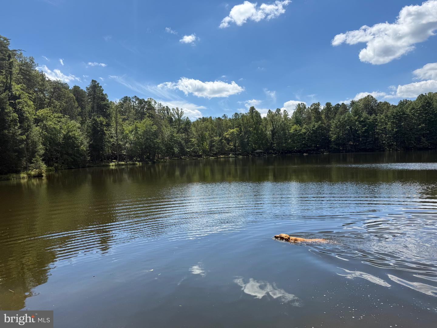 2082 LITTLE DOGWOOD ROAD, SPOUT SPRING, Virginia 24593, 2 Bedrooms Bedrooms, ,2 BathroomsBathrooms,Farm,For Sale,2082 LITTLE DOGWOOD ROAD,VAAV2000034 MLS # VAAV2000034 2082 LITTLE DOGWOOD ROAD, SPOUT SPRING, Virginia 24593, 2 Bedrooms Bedrooms, ,2 BathroomsBathrooms,Farm,For Sale,2082 LITTLE DOGWOOD ROAD,VAAV2000034 MLS # VAAV2000034