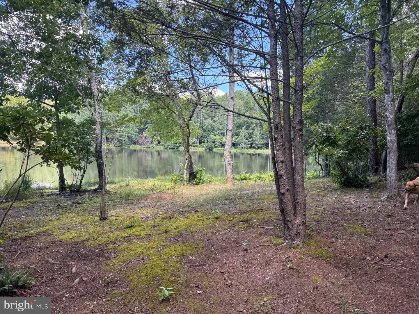 2082 LITTLE DOGWOOD ROAD, SPOUT SPRING, Virginia 24593, 2 Bedrooms Bedrooms, ,2 BathroomsBathrooms,Farm,For Sale,2082 LITTLE DOGWOOD ROAD,VAAV2000034 MLS # VAAV2000034 2082 LITTLE DOGWOOD ROAD, SPOUT SPRING, Virginia 24593, 2 Bedrooms Bedrooms, ,2 BathroomsBathrooms,Farm,For Sale,2082 LITTLE DOGWOOD ROAD,VAAV2000034 MLS # VAAV2000034