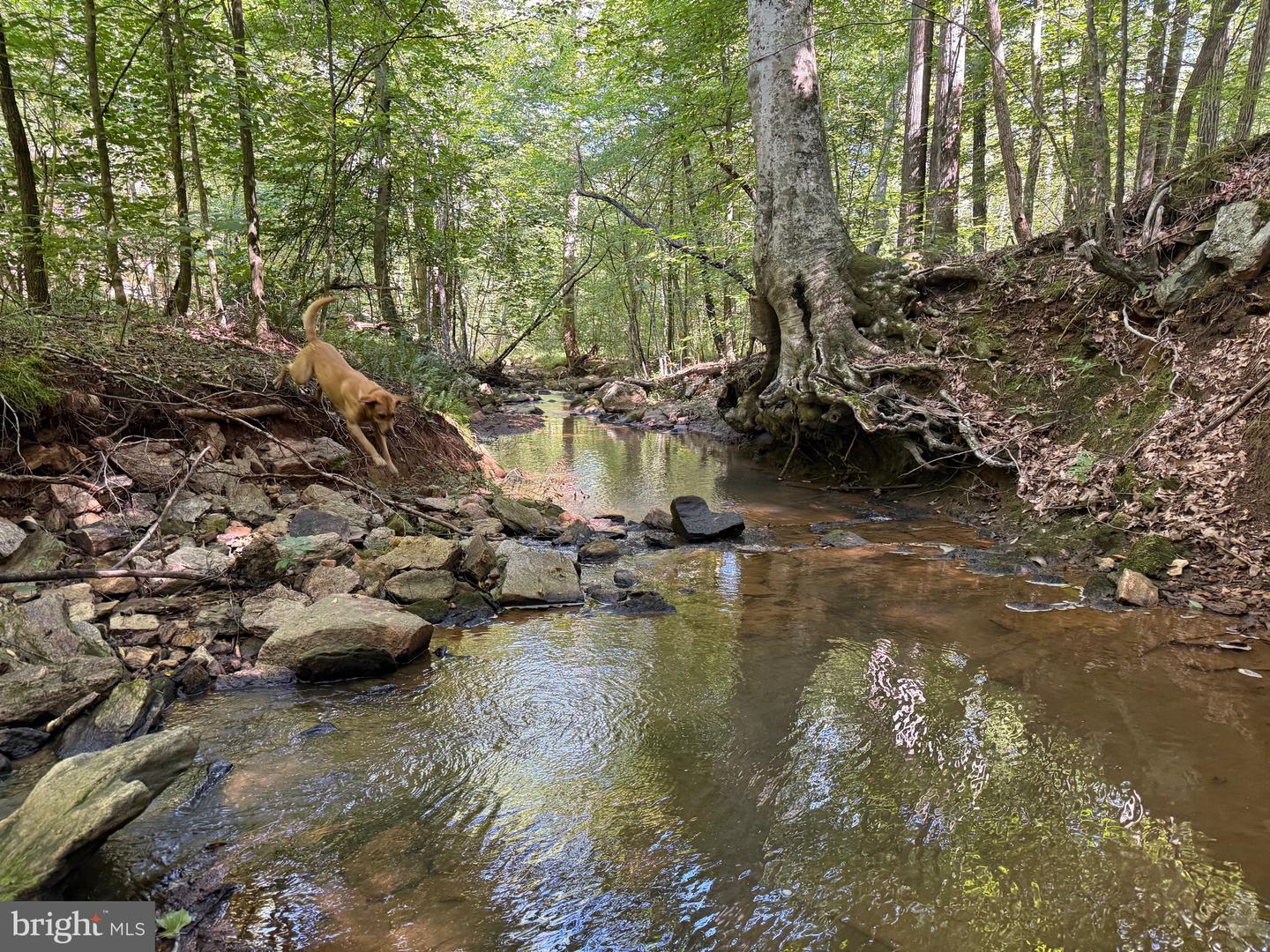 2082 LITTLE DOGWOOD ROAD, SPOUT SPRING, Virginia 24593, 2 Bedrooms Bedrooms, ,2 BathroomsBathrooms,Farm,For Sale,2082 LITTLE DOGWOOD ROAD,VAAV2000034 MLS # VAAV2000034 2082 LITTLE DOGWOOD ROAD, SPOUT SPRING, Virginia 24593, 2 Bedrooms Bedrooms, ,2 BathroomsBathrooms,Farm,For Sale,2082 LITTLE DOGWOOD ROAD,VAAV2000034 MLS # VAAV2000034