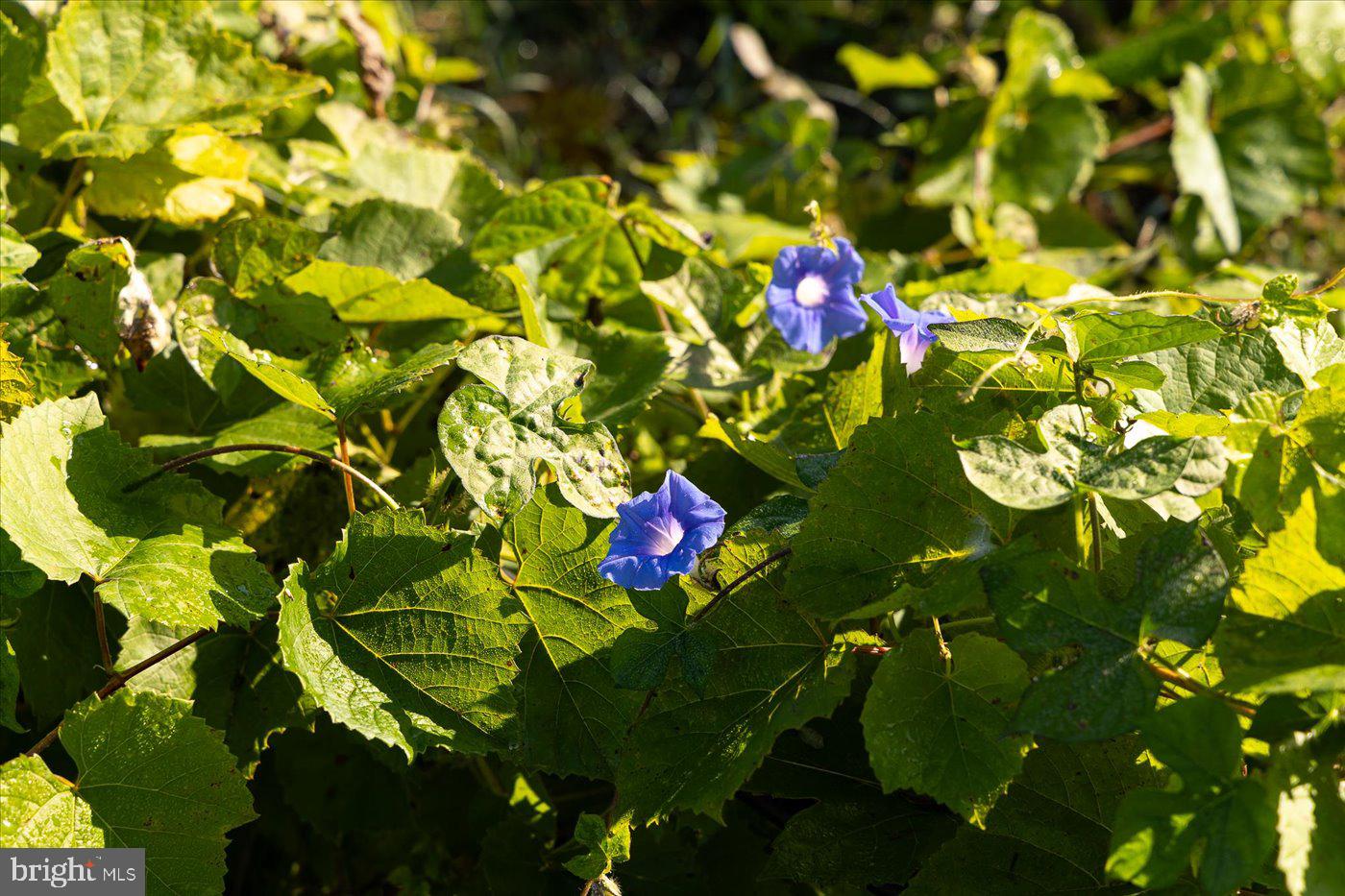 667 HUSTLE RD, HUSTLE, Virginia 22476, 6 Bedrooms Bedrooms, ,3 BathroomsBathrooms,Farm,For Sale,667 HUSTLE RD,VAES2001998 MLS # VAES2001998